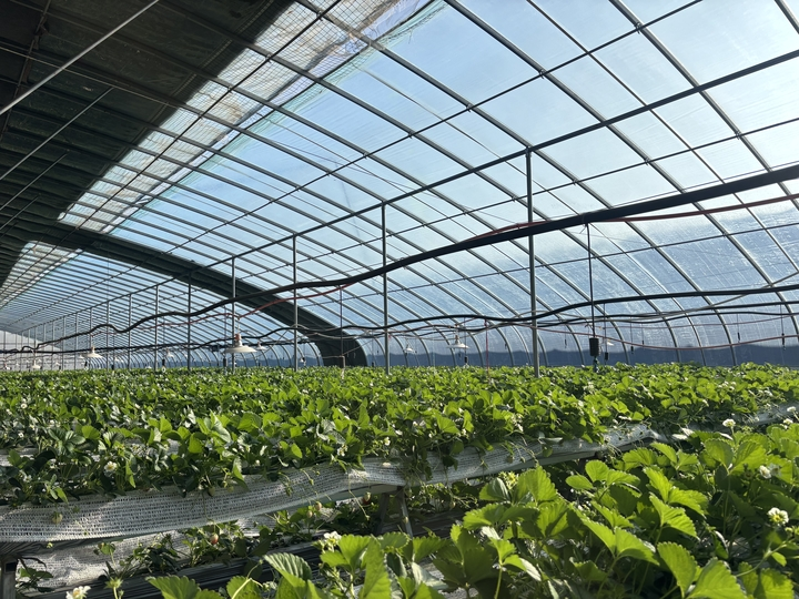 What kind of fruit can be grown in a large shed