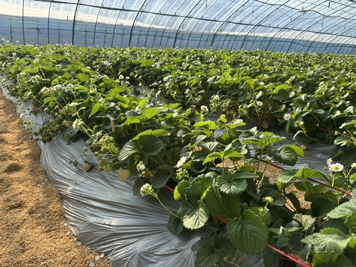 What kind of fruit can be grown in a large shed
