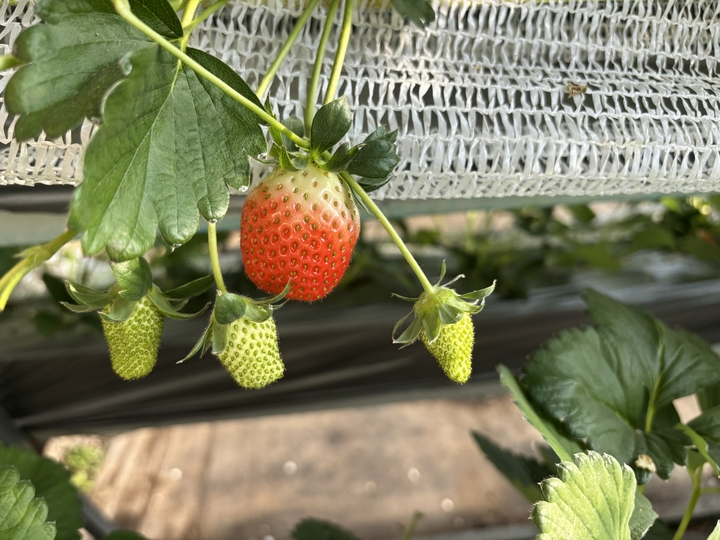 Smart greenhouse strawberry cultivation   strawberry picker garden management   what fruit can be grown in a shed