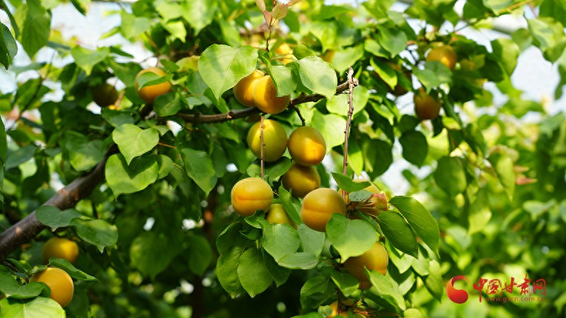 What kind of fruit can they grow? Anti-season scale planting techniques for almonds