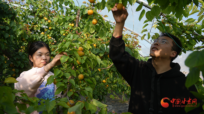 Anti-season scale planting technique apricot   silent county greenhouse apricot harvesting   what kind of fruit can be grown in the shed