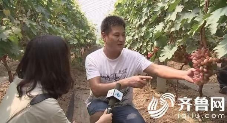 Grape cultivation techniques and management