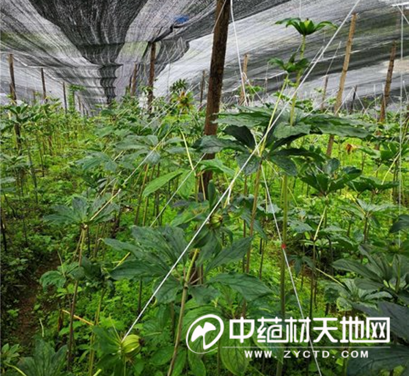 Analysis of the cost of planting heavy buildings - price trends in heavy buildings - planting technology video