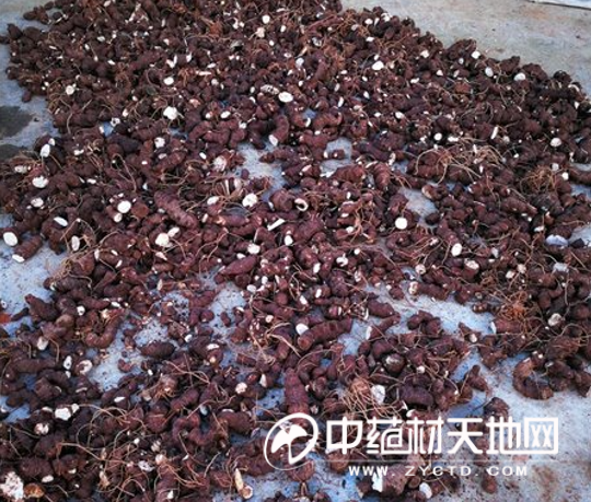 Plantation technology video for heavy buildings - price trends for heavy buildings - cost analysis for heavy buildings