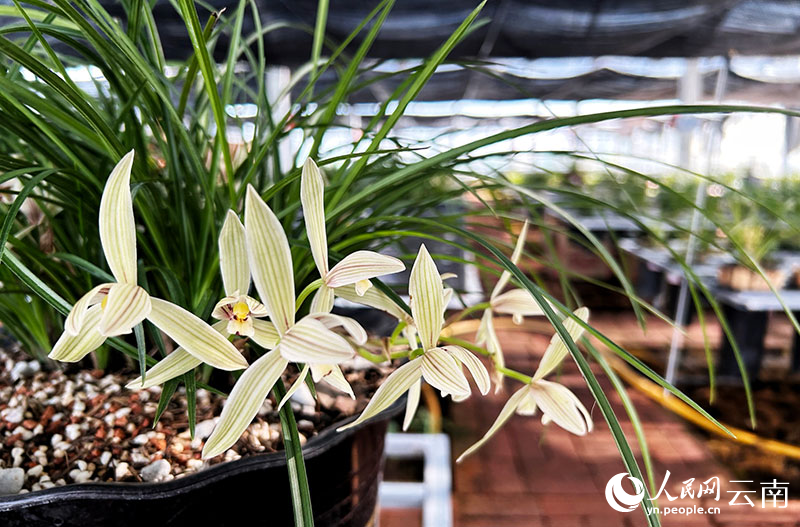 It's from vessi county. People's network reporter