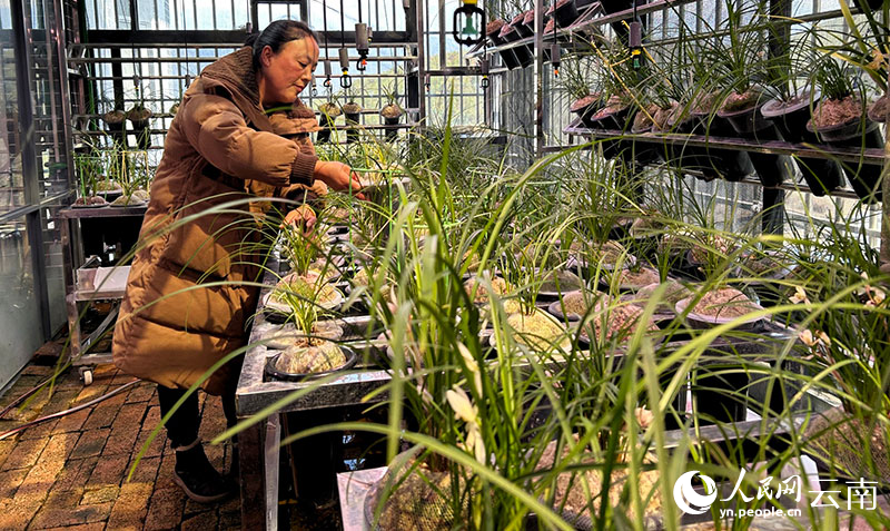 In the orchid shed on the roof of the house, kim ling looks after the orchid. People's network reporter