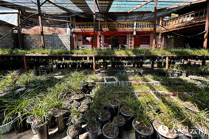 Villagers in the garden of paou and jiu la river village used their homes to grow orchids. Reporter of the people ' s network, liu jiayi