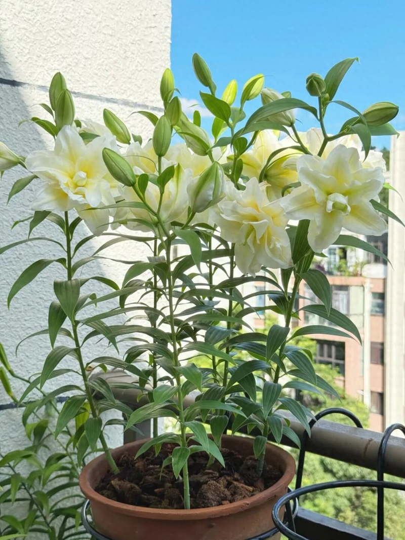 Lily planting technique   lilies planting method   fresh-hand lazy flower growing