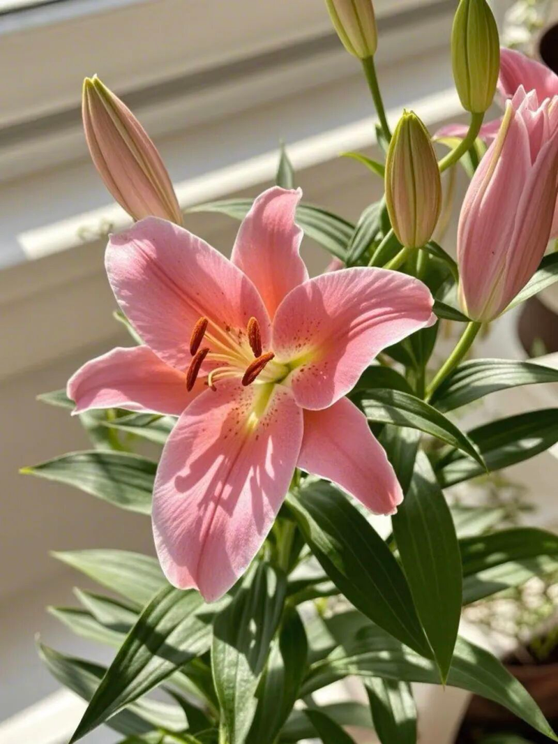 New-hand lazy flower growing method   lilies   lilies techniques