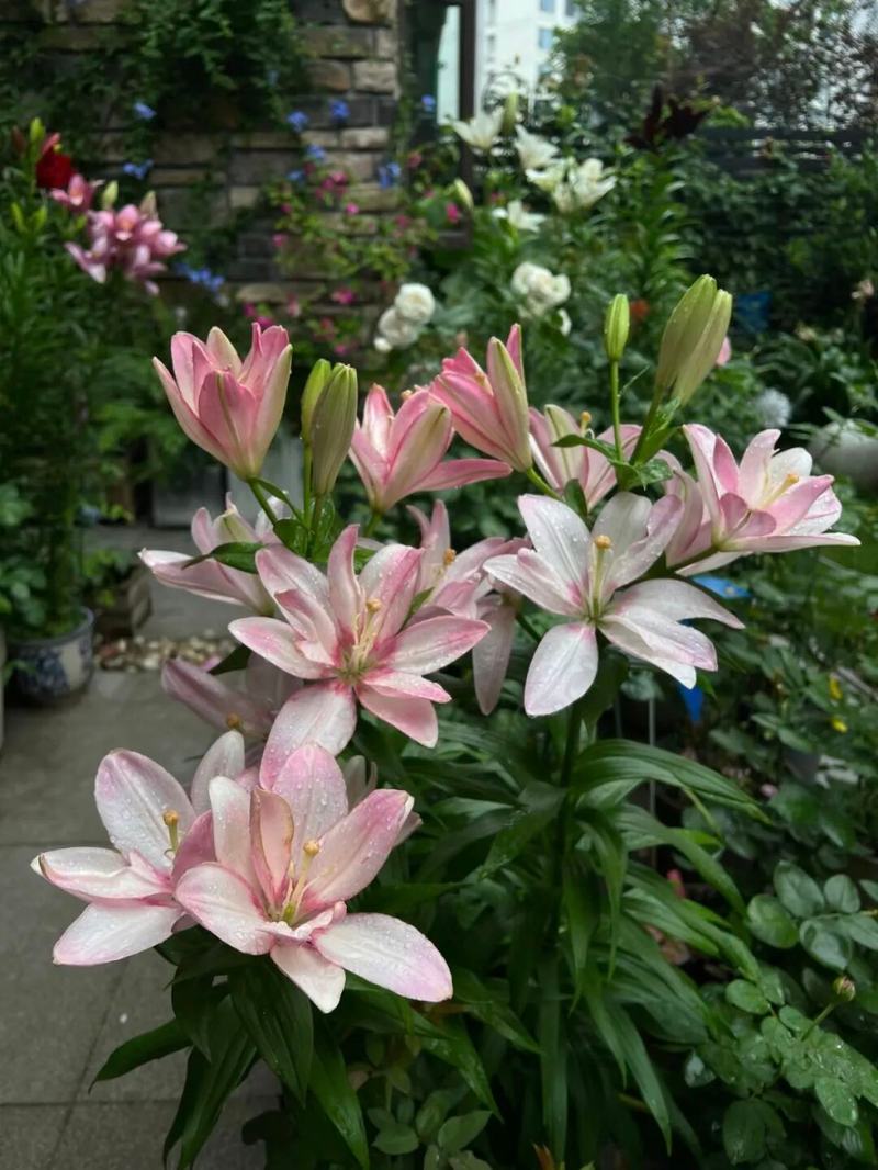 Lily planting techniques &mdash; new-hand lazy flower growing &mdash; lilies growing balls