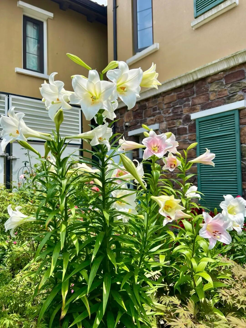 New-hand lazy flower growing method   lilies   lilies techniques