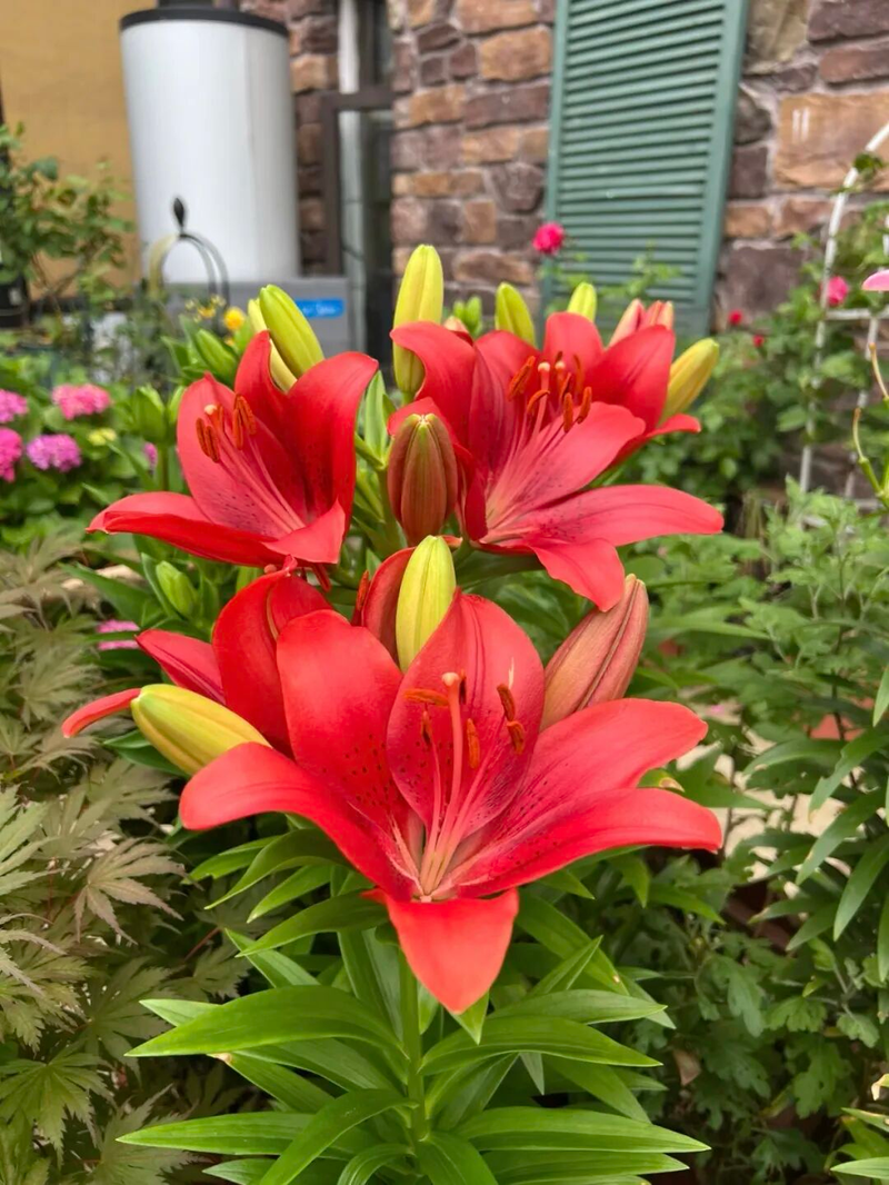 Lily planting techniques &mdash; new-hand lazy flower growing &mdash; lilies growing balls