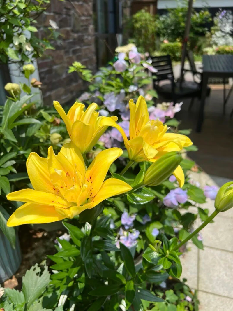 New-hand lazy flower growing   lily growing technique   lily growing balls