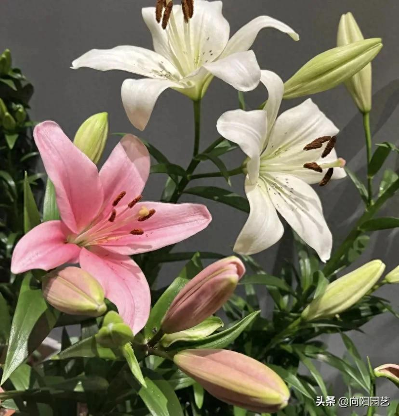 Farming methods of lilies