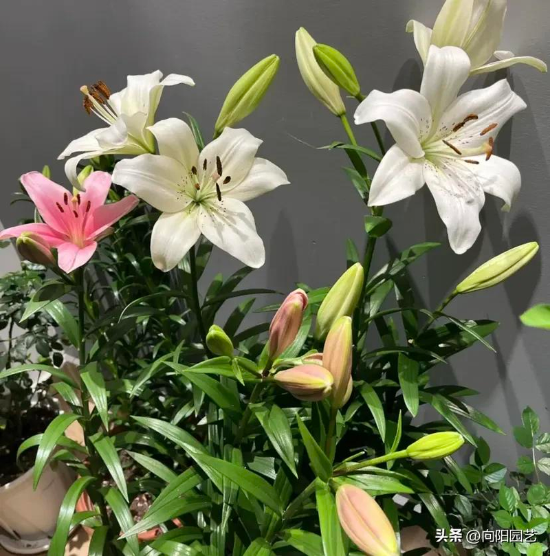 Lilies method   lilies species ball cultivation   lilies cultivation cycle