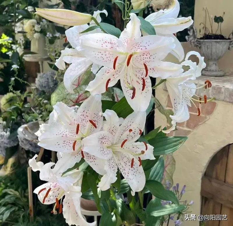 Lilies method   lilies species ball cultivation   lilies cultivation cycle