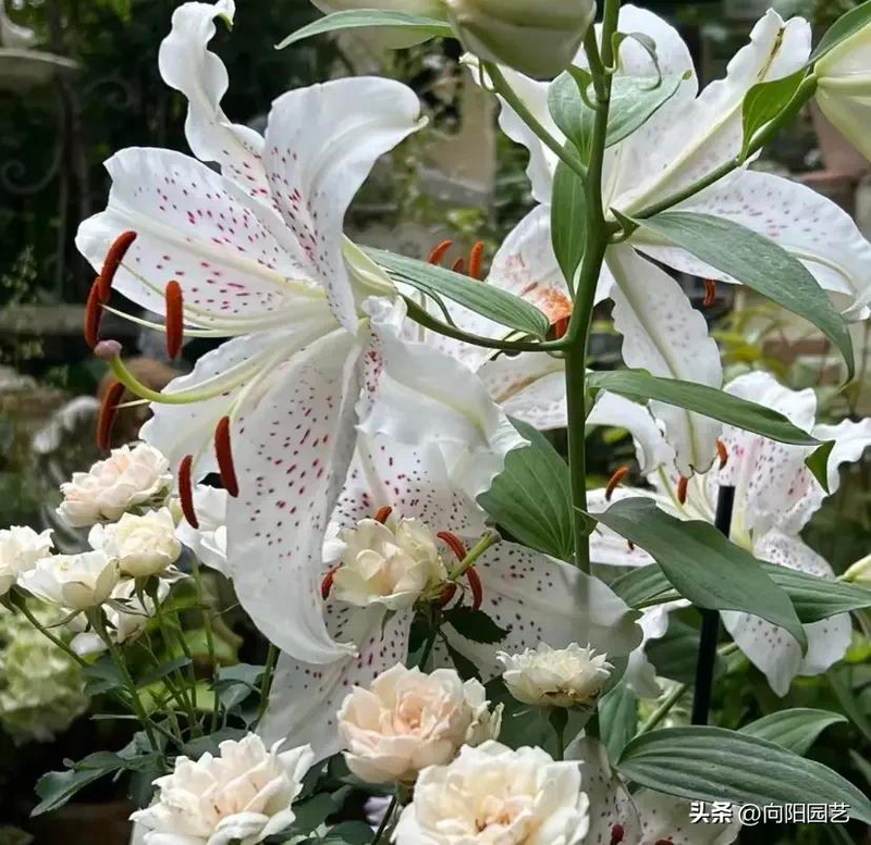 The lilies planting cycle   lilies   the lilies method