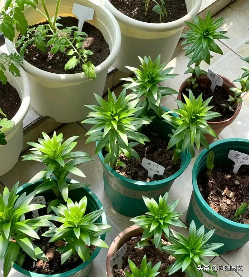 The method of planting lilies   lilies   lilies   lilies