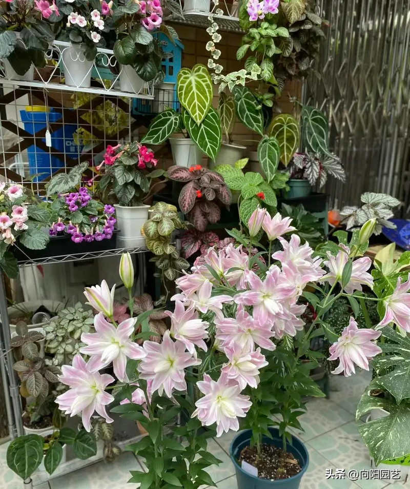 The lilies planting cycle   lilies farming method   lilies balls