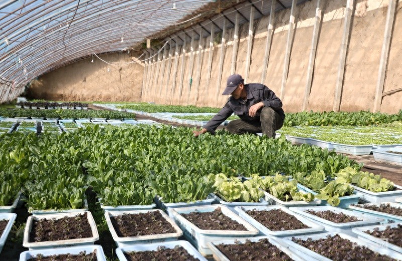 West peakage facility's specialty fruit and vegetables production and marketing   what fruit can be grown in the sheds  changyang, gansu province