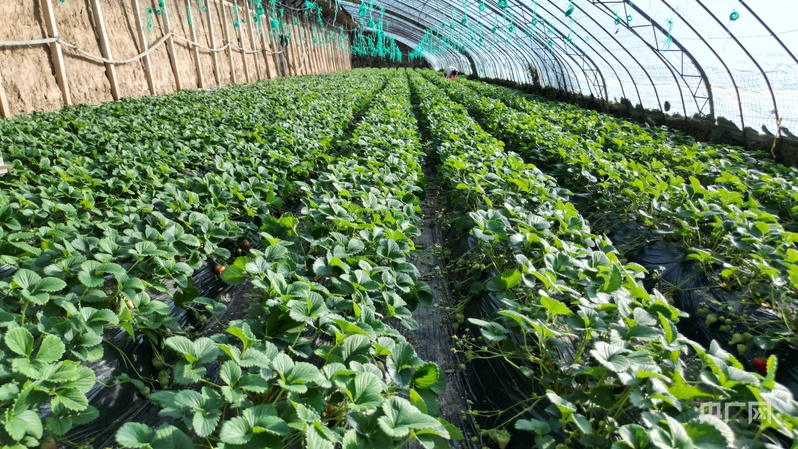 What kind of fruit can you grow in the greenhouses of the western peaks of qingyang, gansu province