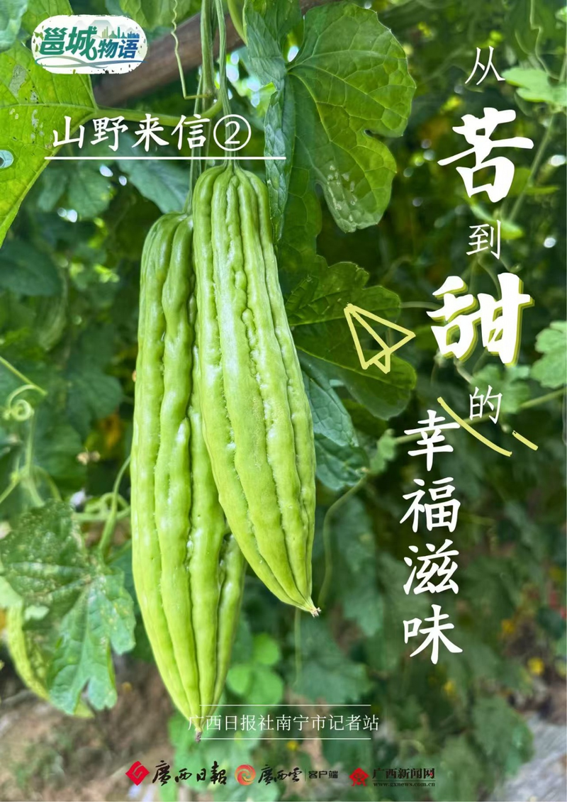 Agricultural development for guangxi speciality   5 ponds of bitter melon industry   technology for guangxi rough melon cultivation