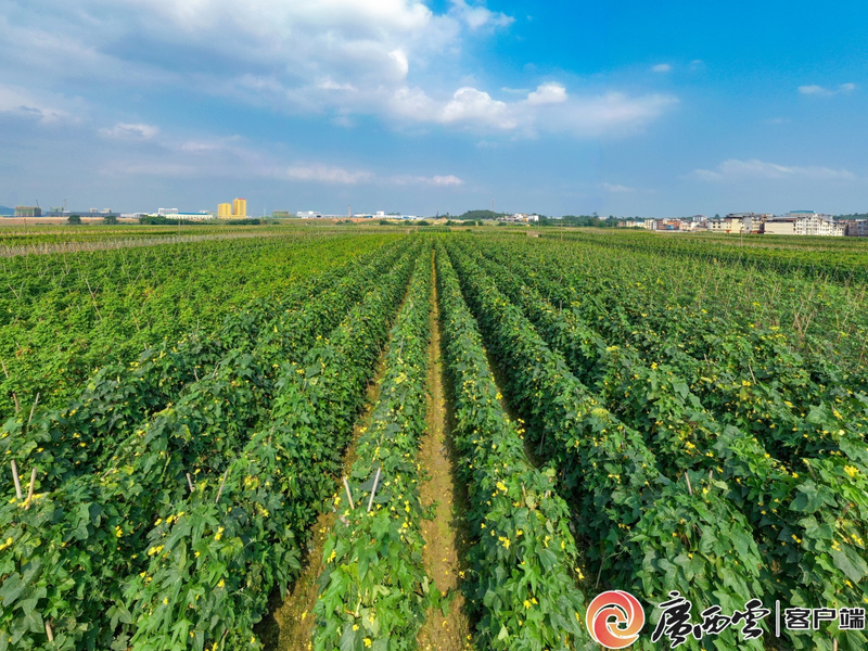 Agricultural development for guangxi speciality   5 ponds of bitter melon industry   technology for guangxi rough melon cultivation