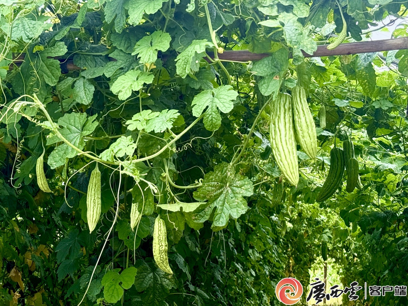 Guangxi rough-melon planting technology   guangxi specialty agricultural development   five ponds of bitter-melon industry