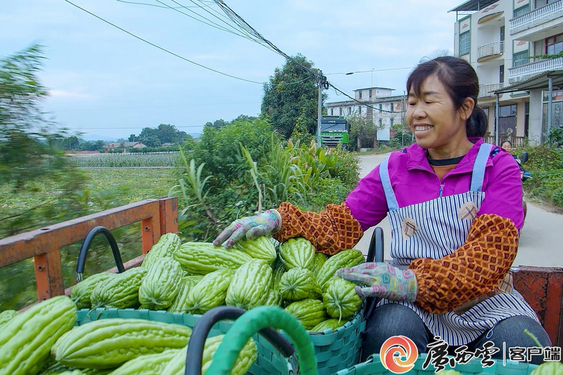 Guangxi specialized agricultural development   guangxi rough-melon planting techniques   five ponds of bitter-melon industry
