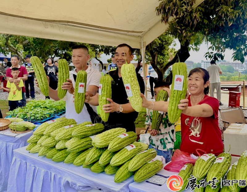 Five ponds of bitter melon industry   guangxi specialty agricultural development   guangxi rough melon planting technology