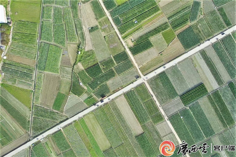 Guangxi specialized agricultural development   guangxi rough-melon planting techniques   five ponds of bitter-melon industry