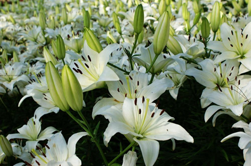 Autumn conservation method of lilies   lilies reflower technique   lilies method of planting