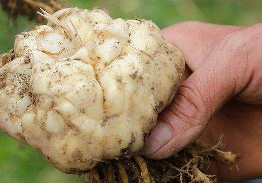 Farming methods for lilies lily fall conservation method