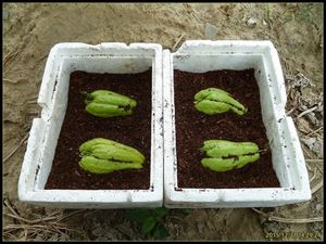 A video of the growing technology of the vervae velvet. The time of the dragon-shut hand pickers