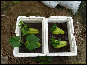 A video of the growing technology of the buddha's hand
