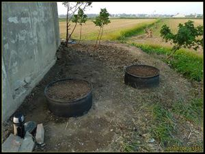 A video of the time of the pick-up of the dragon sauerkraut. It's the method of growing the dragon sushi hand