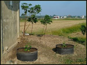 A video of the time of the pick-up of the dragon sauerkraut. It's the method of growing the dragon sushi hand