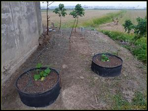 A video of buddha's planting technology the time of the dragon-shut hand pickers