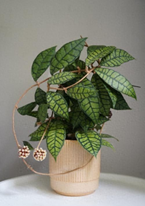 Watermelon planting technology in the north. Land