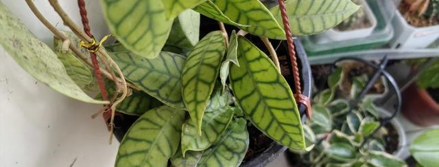 Watermelon planting technology in the north. Land