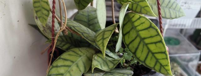 Light watermelons, dispersing light, estranged soil