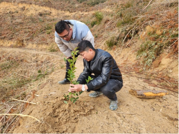 High-efficiency cash crops for oil and tea trees &mdash; technical guidance for oil and tea planting &mdash; techniques for the cultivation of oil and tea