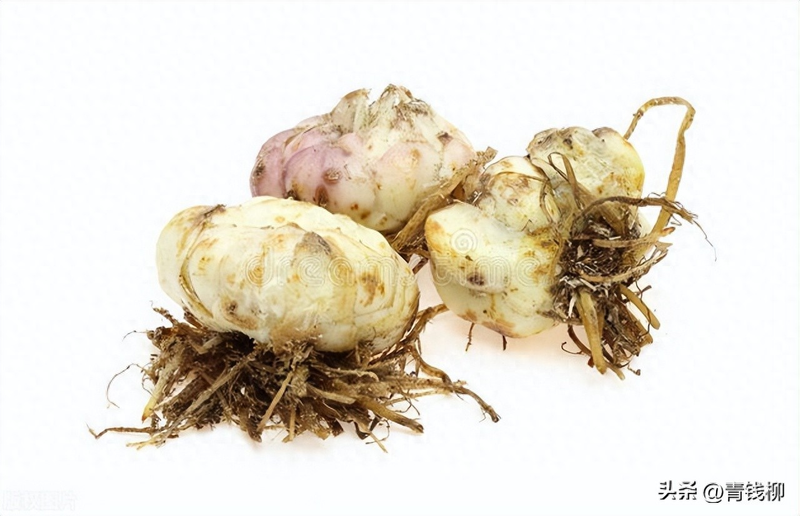 Lily's way of planting the plume. How the lilies grow video