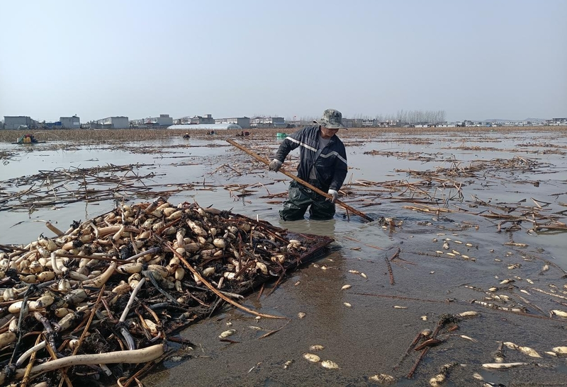 Lian yuen, fengyang county jin! Hing