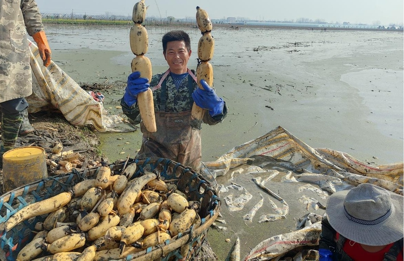 Fengyang county's liang plantation base