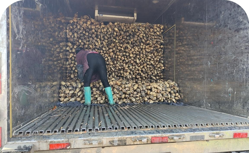 Lotus farming technology for mudslides and mudslides jin! Hing