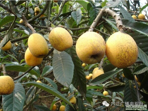 How much does long chansula spend on a plant plant