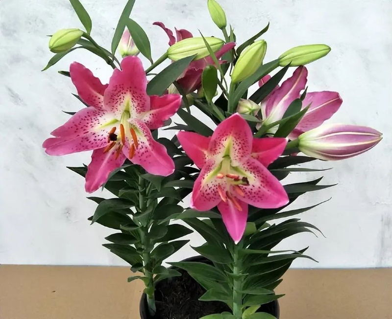 The method of planting lilies
