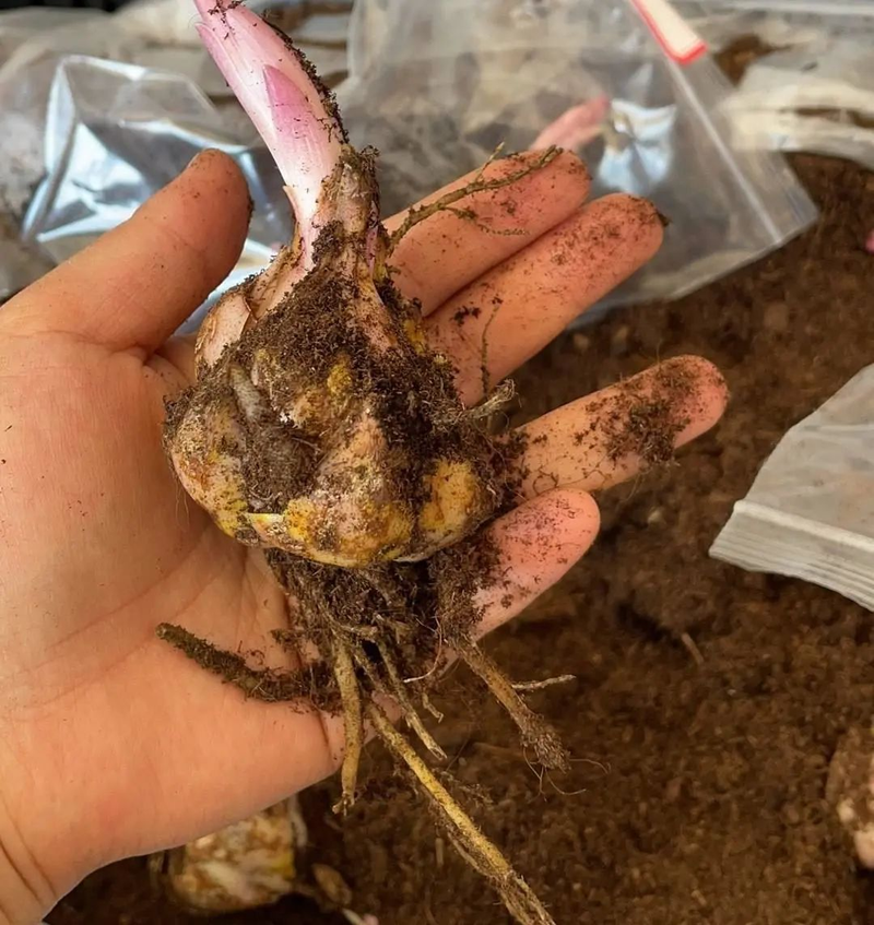 Lily's autumn plantation flowers