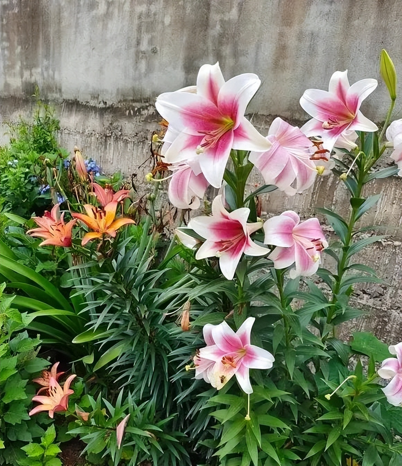 The method of planting lilies - yeah. Hana